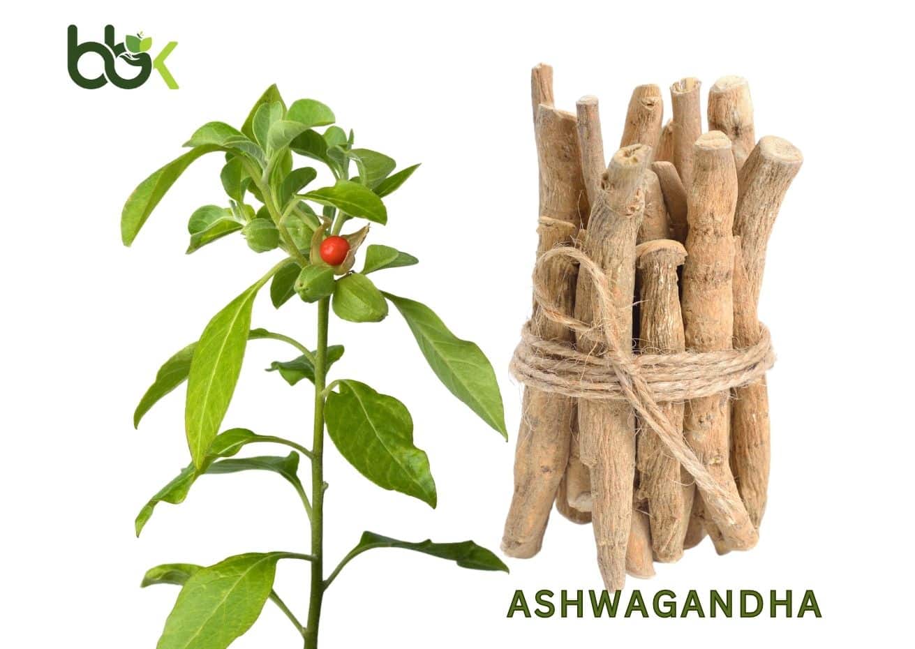 Nhân sâm Ấn Độ Ashwagandha