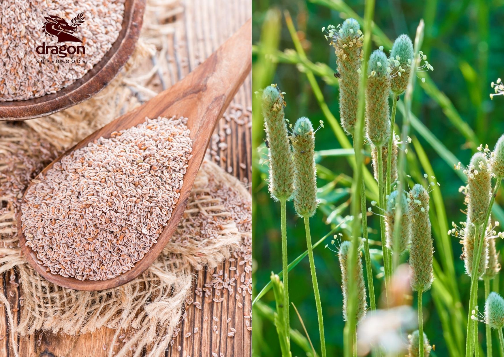 Vỏ hạt mã đề (psyllium husk) hữu cơ