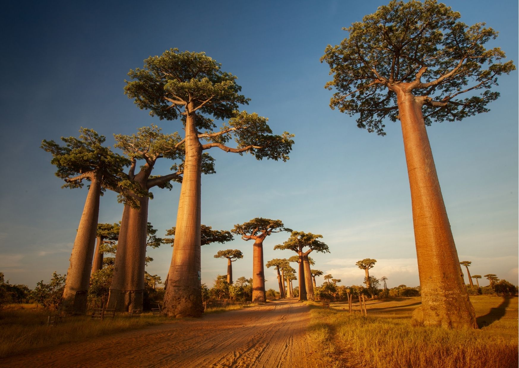 Baobab là cây gì? Công dụng của bột Baobab với sức khoẻ