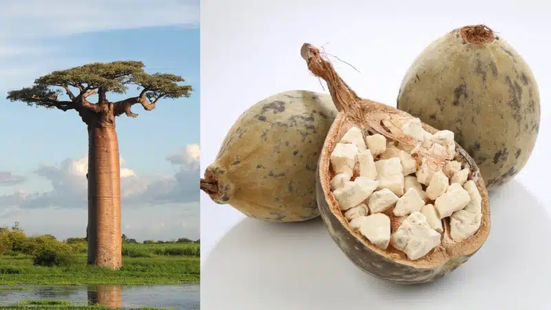 Công dụng quả cây Baobab