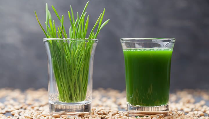 Giá trị dinh dưỡng của cỏ lúa mì Giá trị dinh dưỡng của cỏ lúa mì