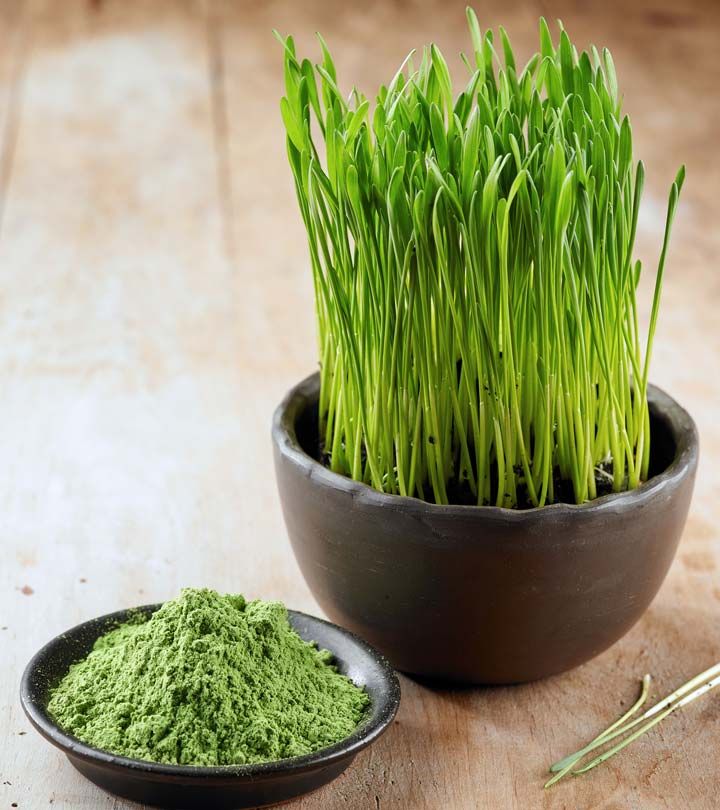 Cỏ lúa mì (Wheatgrass)