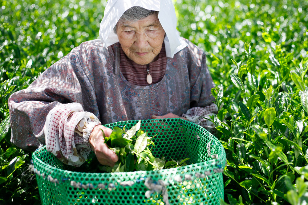 Quy trình sản xuất Matcha thượng hạng Quy trình sản xuất Matcha thượng hạng