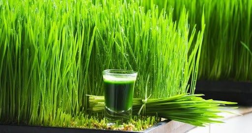 Dinh dưỡng xanh – xu hướng được nhiều người quan tâm
