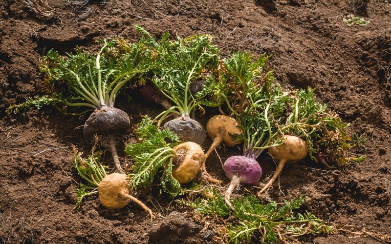 Maca Nâu Và Maca Đen Hữu Cơ